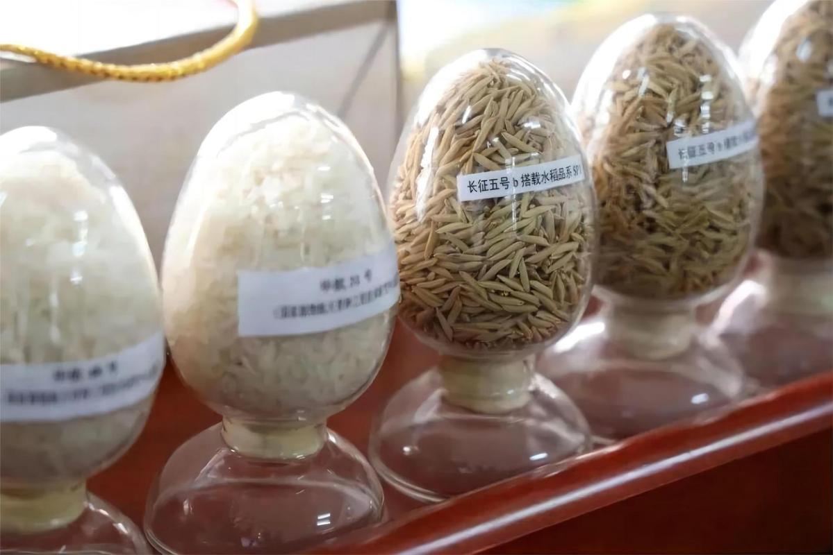航天育种       航天育种也叫太空育种,是让农作物种子搭乘着返回式