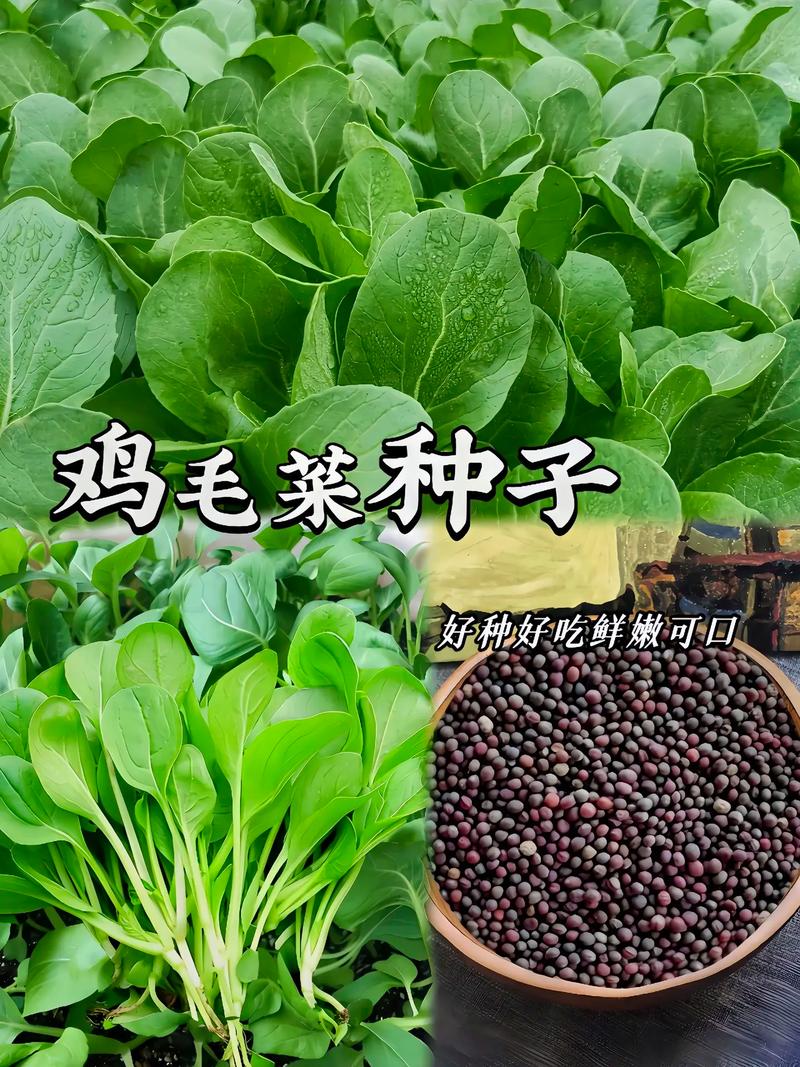 阳台小院均可种植 #优质农产品 #农业种植 #鸡毛菜种子 - 抖音